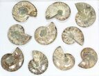 Lot: / - Cut Ammonite Pairs (Grade C) - Pairs #77102-1